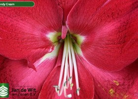 hippeastrum Candy Cream (2)